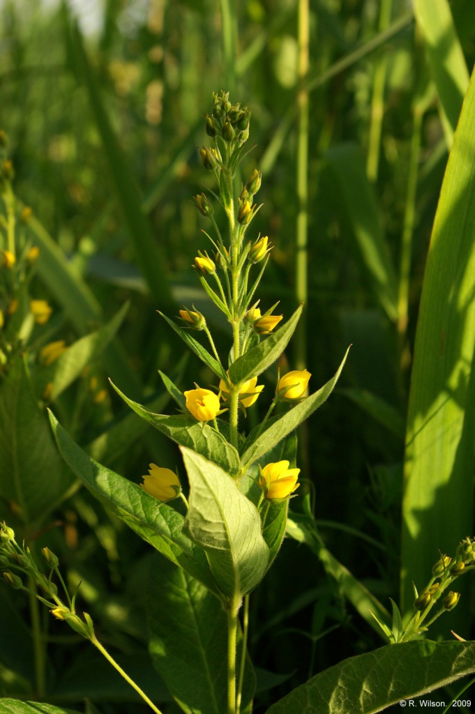 Yellow Loosestrife 1